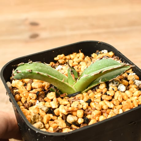 アガベ麻花龍 | STORES