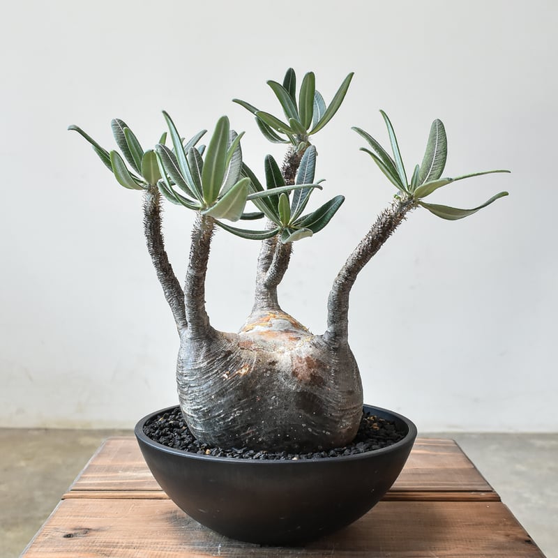 パキポディウム グラキリス 【現地球/発根済み】 A HK0014(T) | RAFLUM