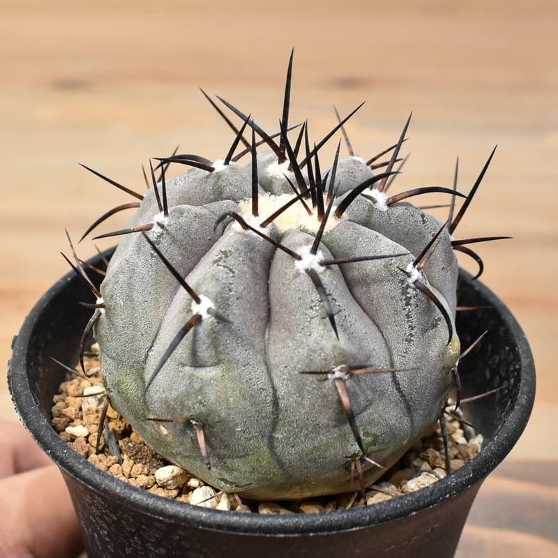 コピアポア シネレア 