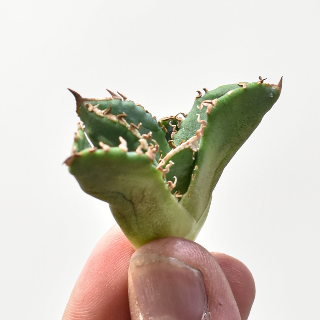 アガベ チタノタ 