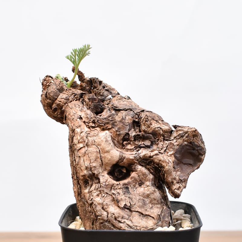 ペラルゴニウム トリステ 【発根済】B | RAFLUM / ラフラム｜東京