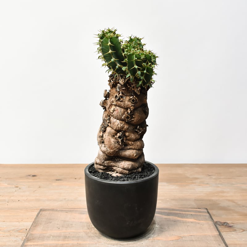 ユーフォルビア ムランジーナ RFHK25011500 | RAFLUM / ラフラム｜東京