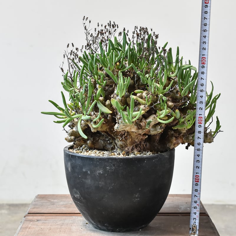 チレコドン レティキュラーツス 