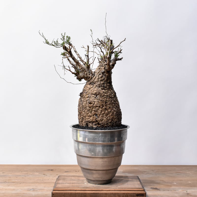 オペルクリカリア パキプス 