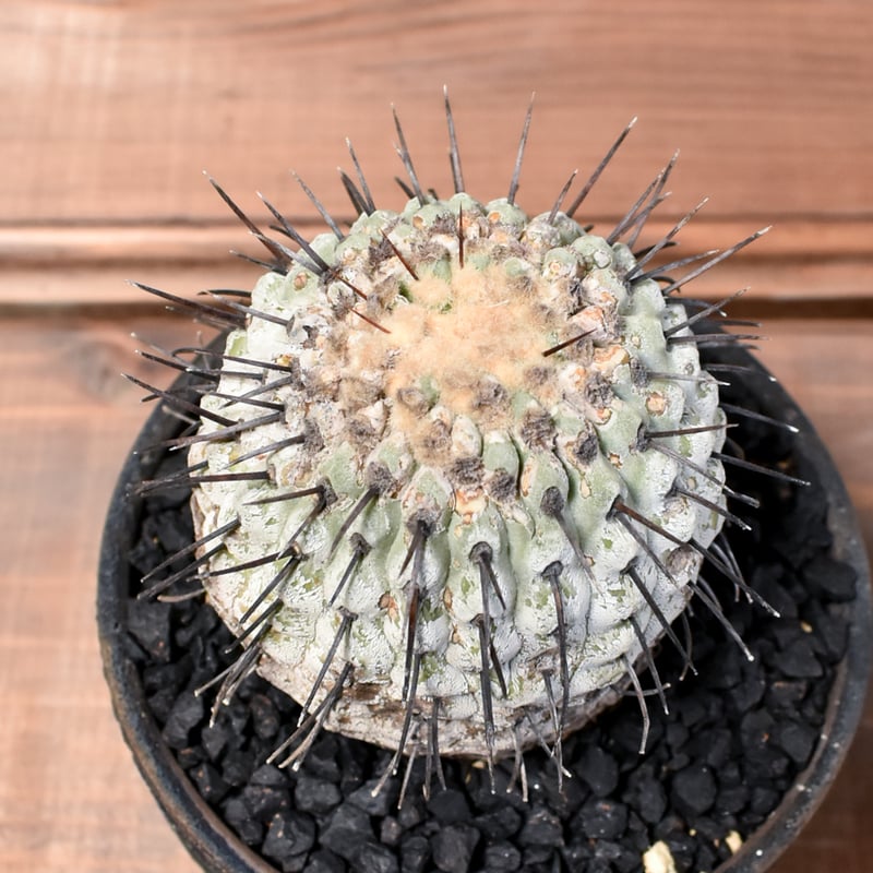 RAFLUMコレクション】コピアポア コルムナアルバ 