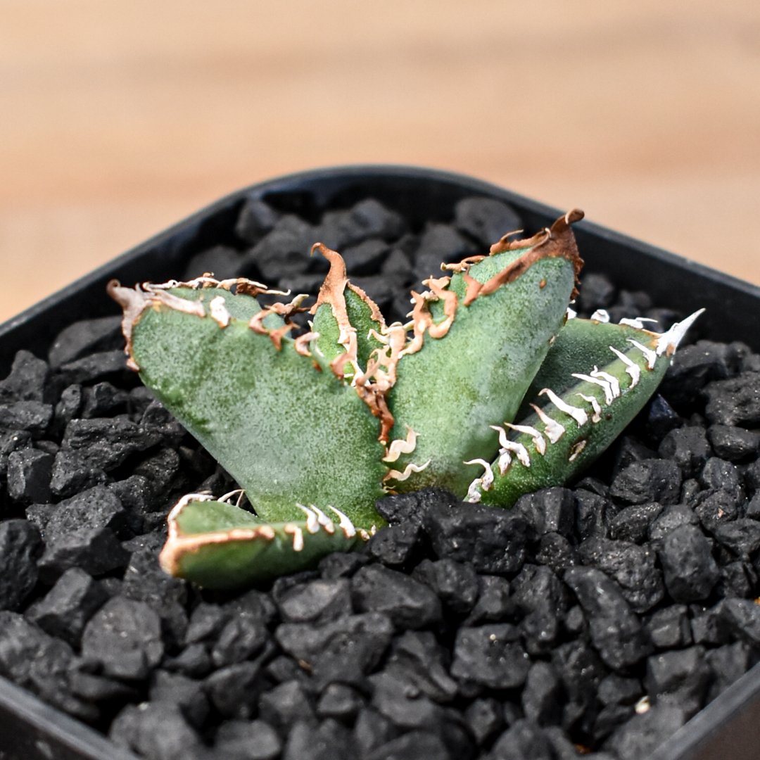 アガベ チタノタ Shi-hao 