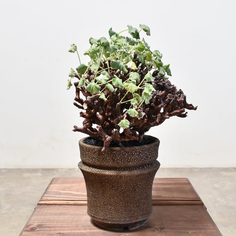 ペラルゴニウム ミラビレ 大株【発根済み】RF231716 | RAFLUM