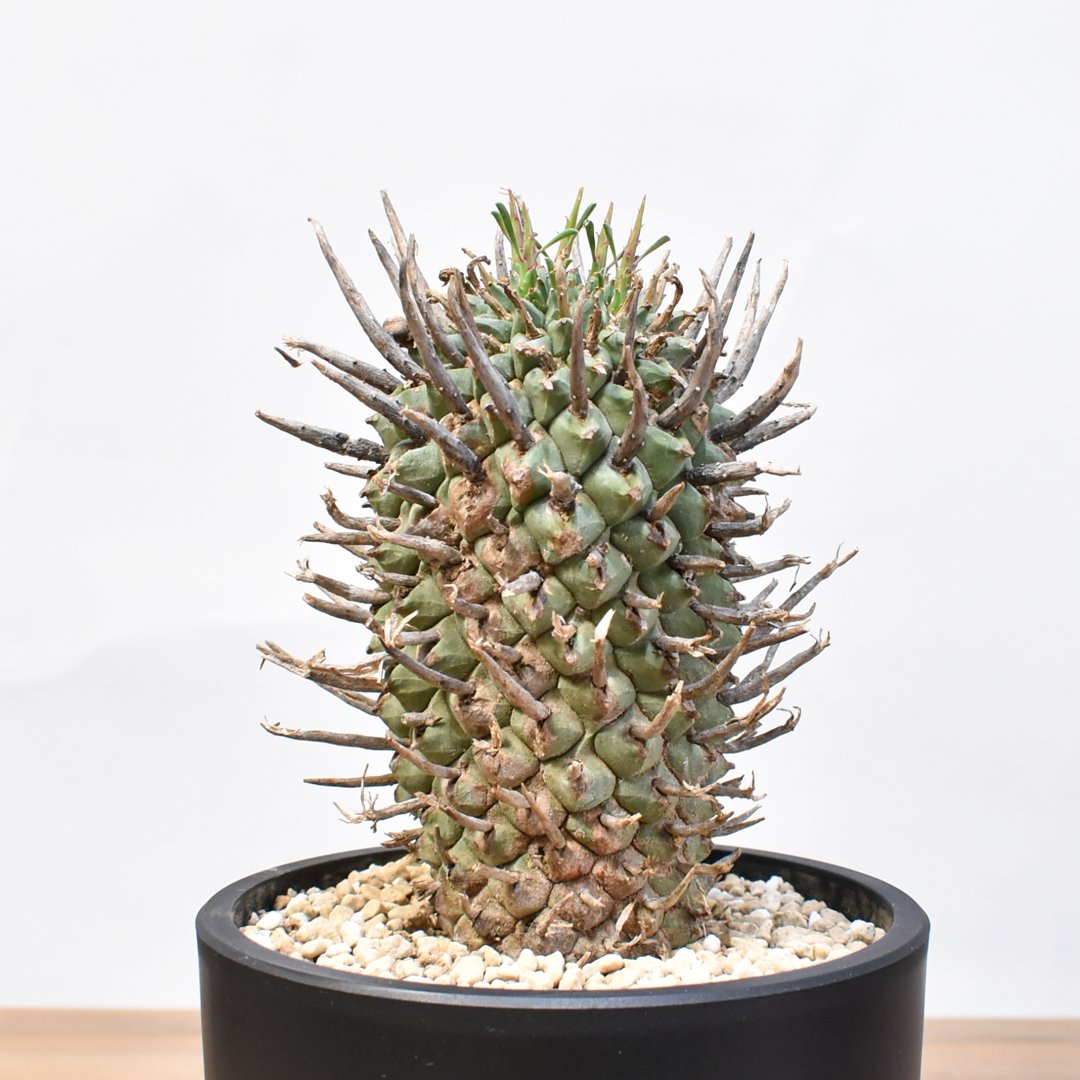 ユーフォルビア スコエンランディ 