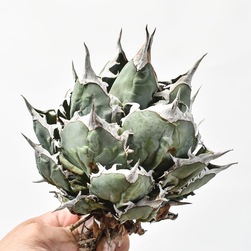 国内実生最高峰】アガベ オテロイ 