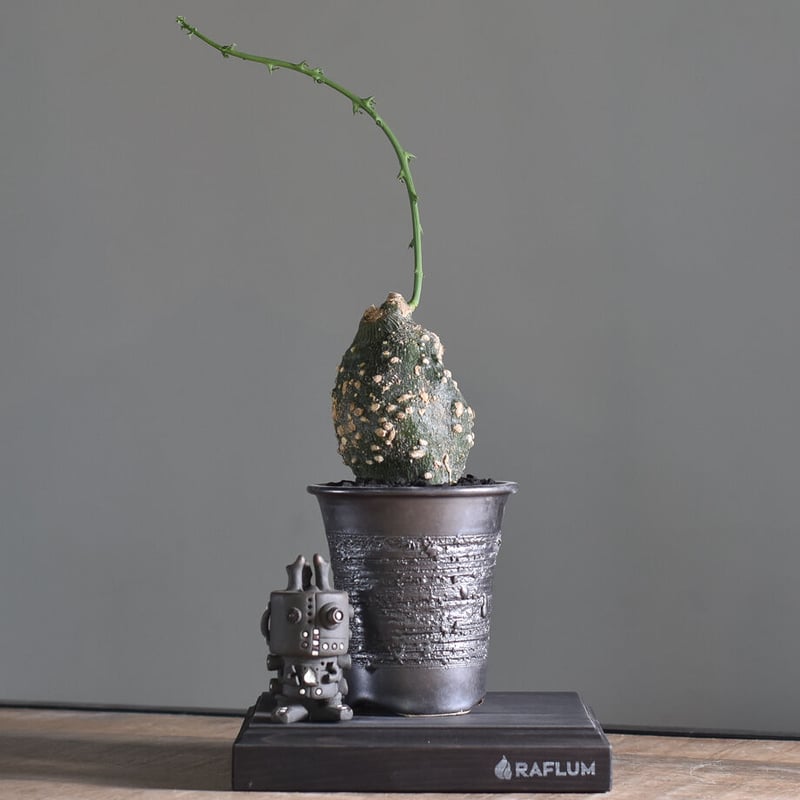 アデニア グロボーサ【塊根部が大きくゴツゴツした人気の優良株