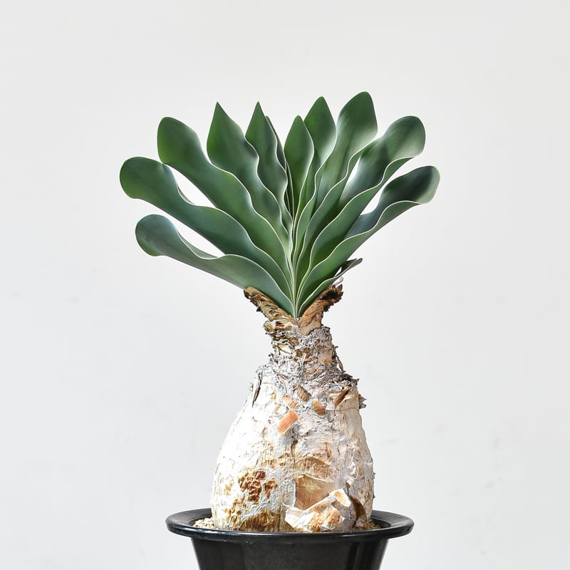 ブーファン ハエマンソイデス 【発根済み】HK2402554(T) | RAFLUM