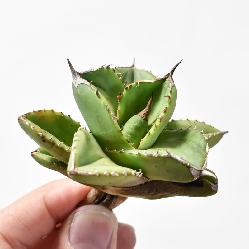 アガベ チタノタ 