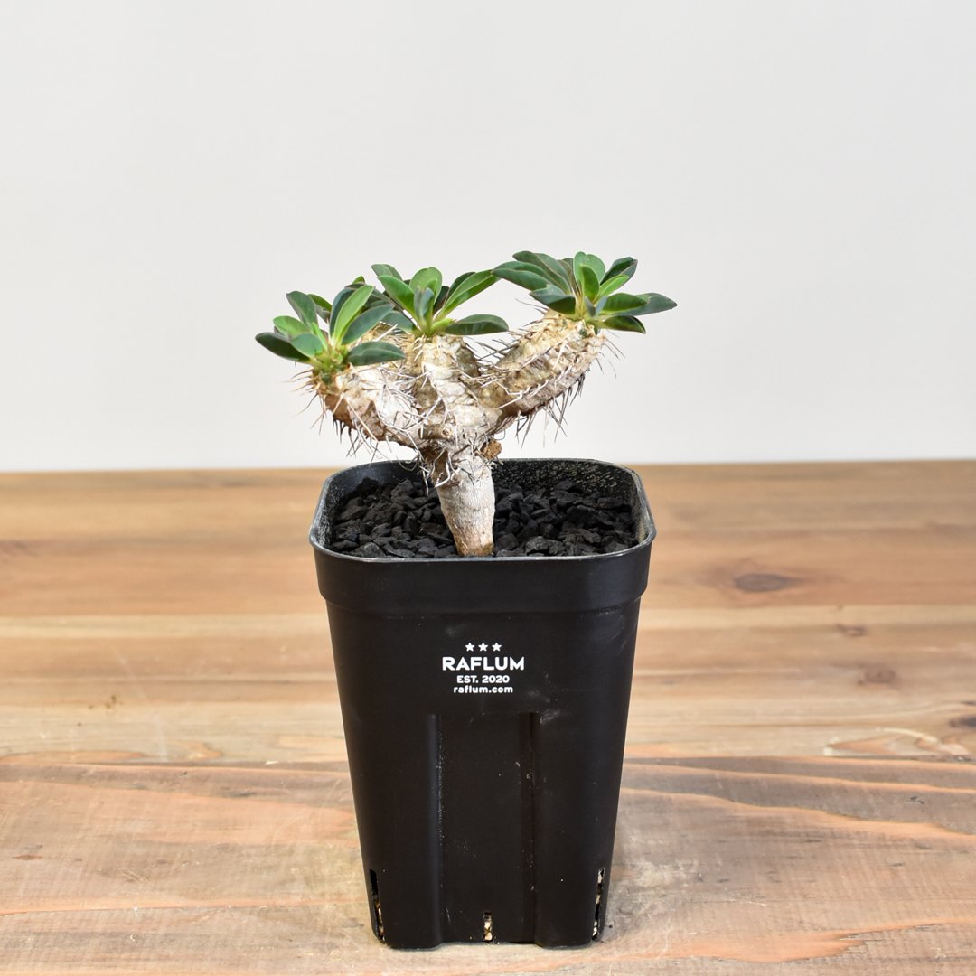 ユーフォルビア・ギラウミニアナ 【実生】RFHK25011167 | RAFLUM / ラフ