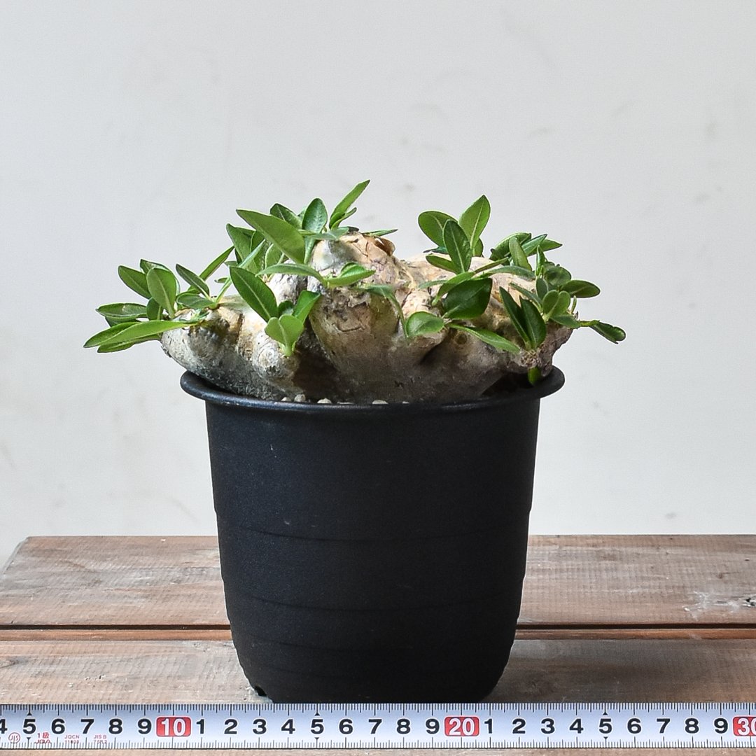 パキポディウム ブレビカウレ 