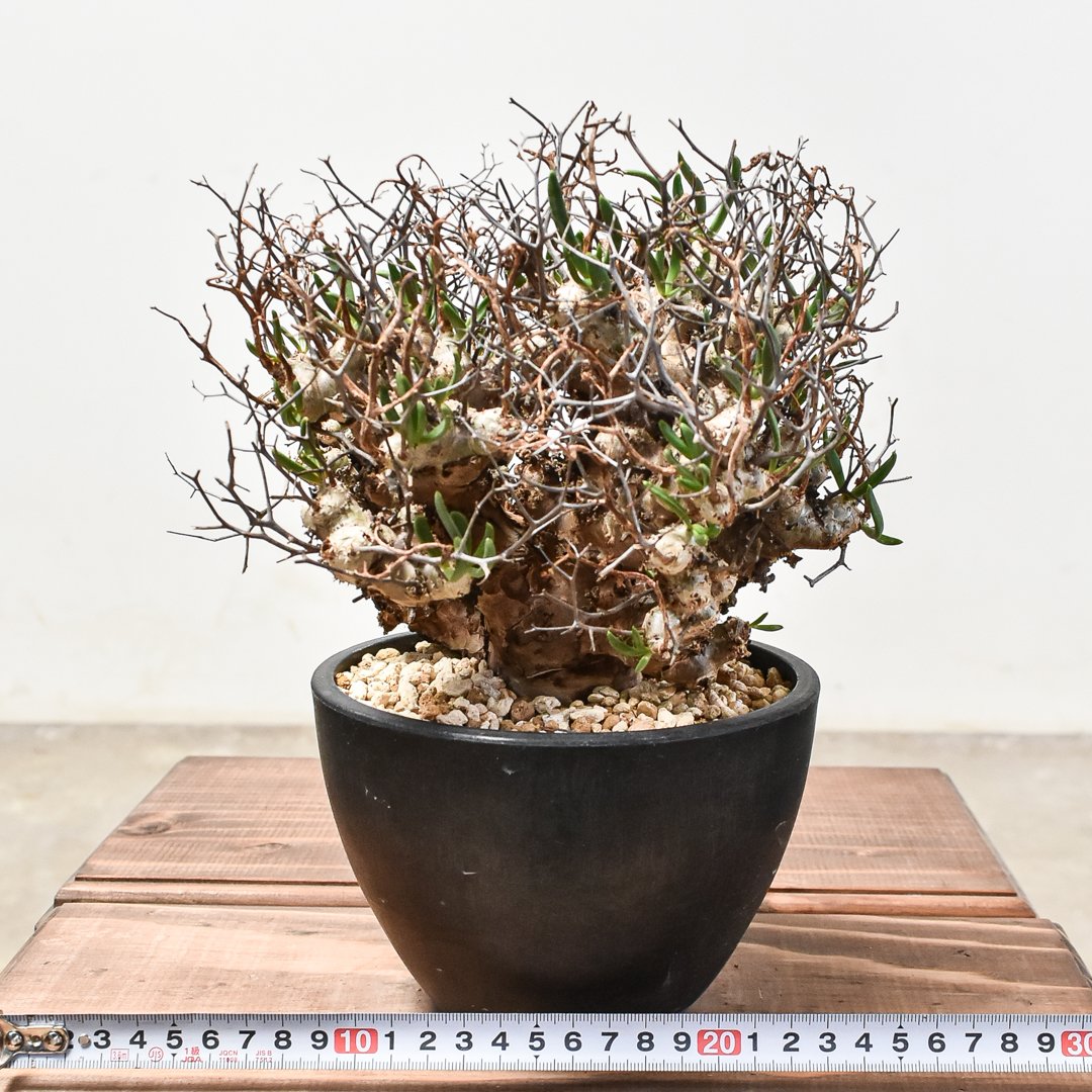 チレコドン レティキュラーツス 