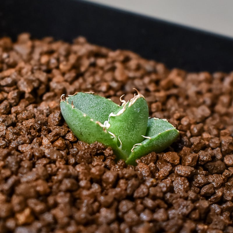 アガベ チタノタ 