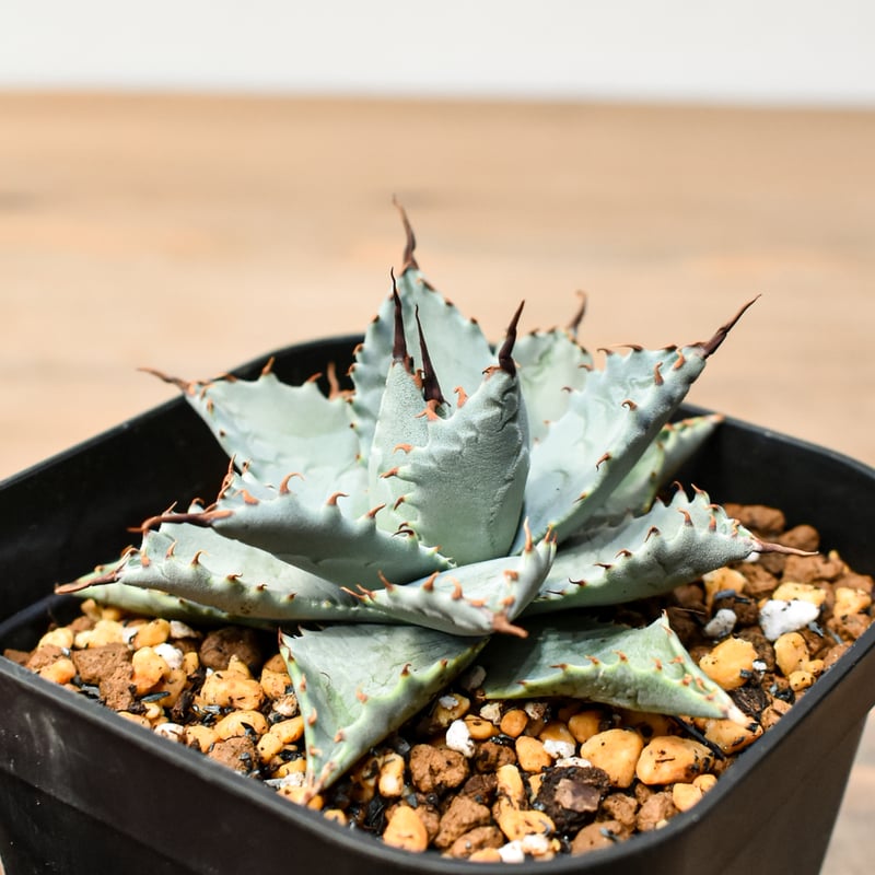 アガベ ハイブリット 日系イシスメンシス×象牙妖炎（陽炎エボリ