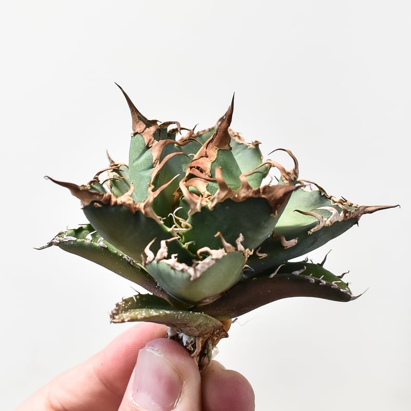 アガベ チタノタ シーザー / 凱撒 【台湾 dragon agave産/TC子株/抜き