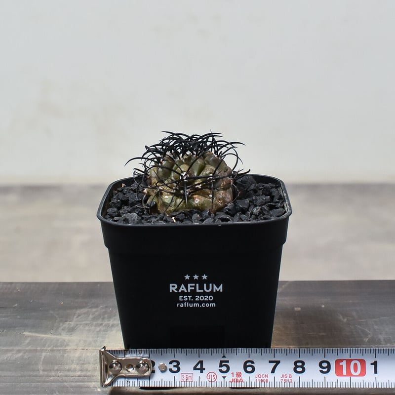 コピアポア グリセオビオラセア 