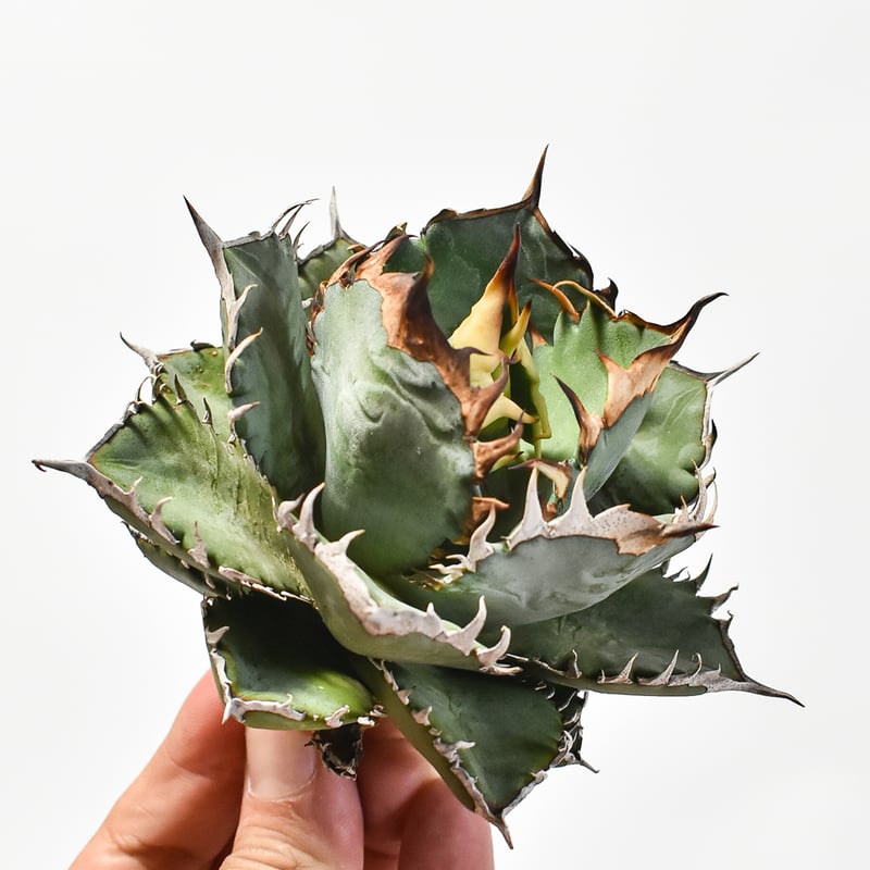 国内実生最高峰】アガベ オテロイ 