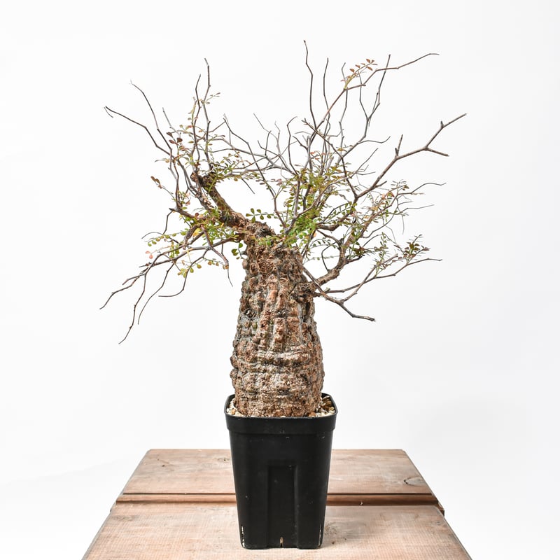 オペルクリカリア パキプス 【現地球/発根済み】HK25010012(T) | RAFLUM