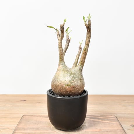 CATEGORY グラキリス | RAFLUM / ラフラム｜東京、大阪の塊根植物