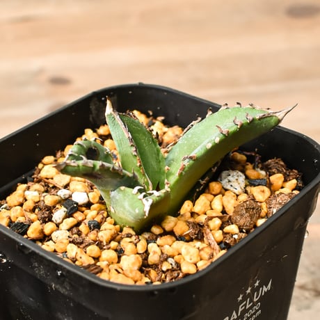 CATEGORY アガベ | RAFLUM / ラフラム｜東京、大阪の塊根植物