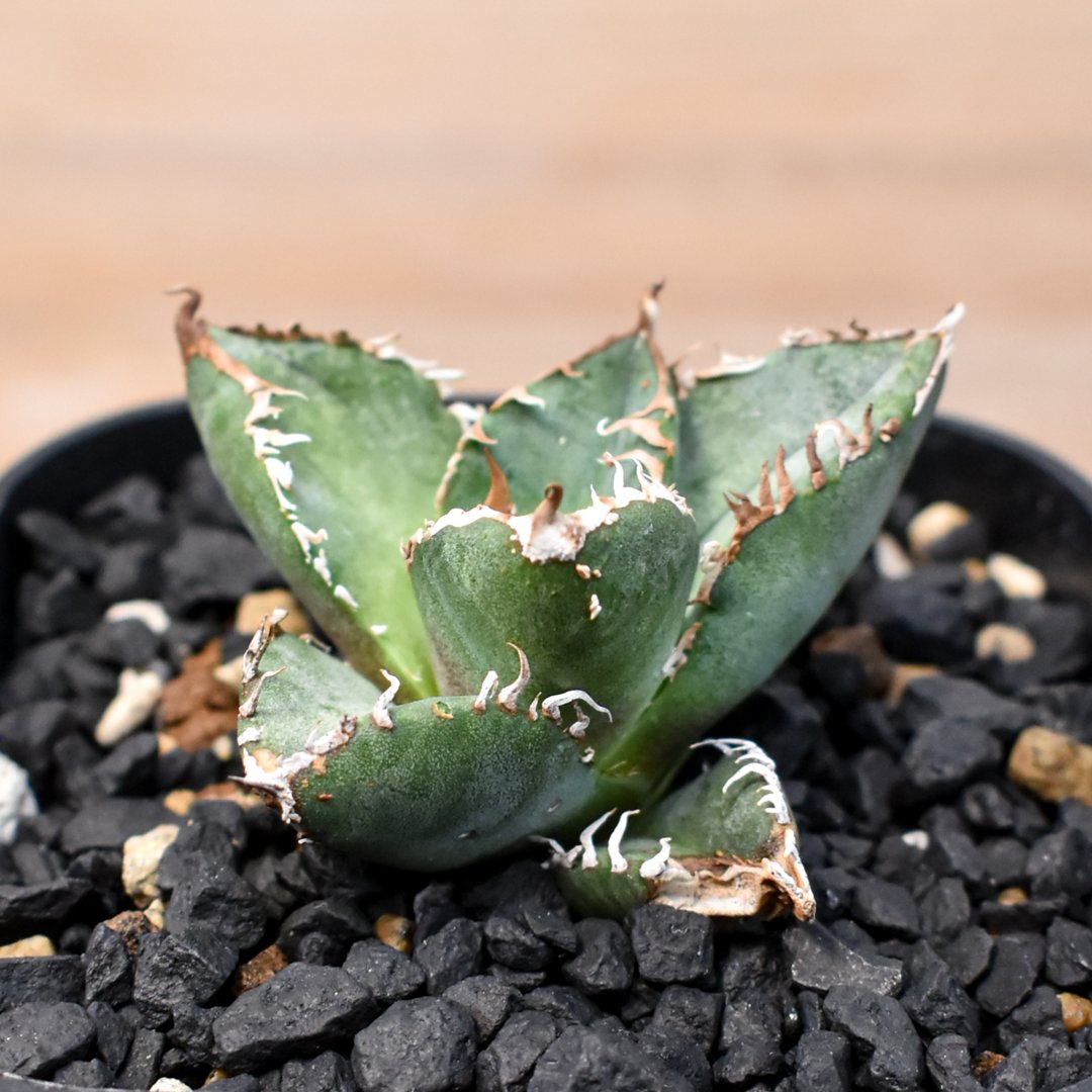 アガベ チタノタ Shi-hao 