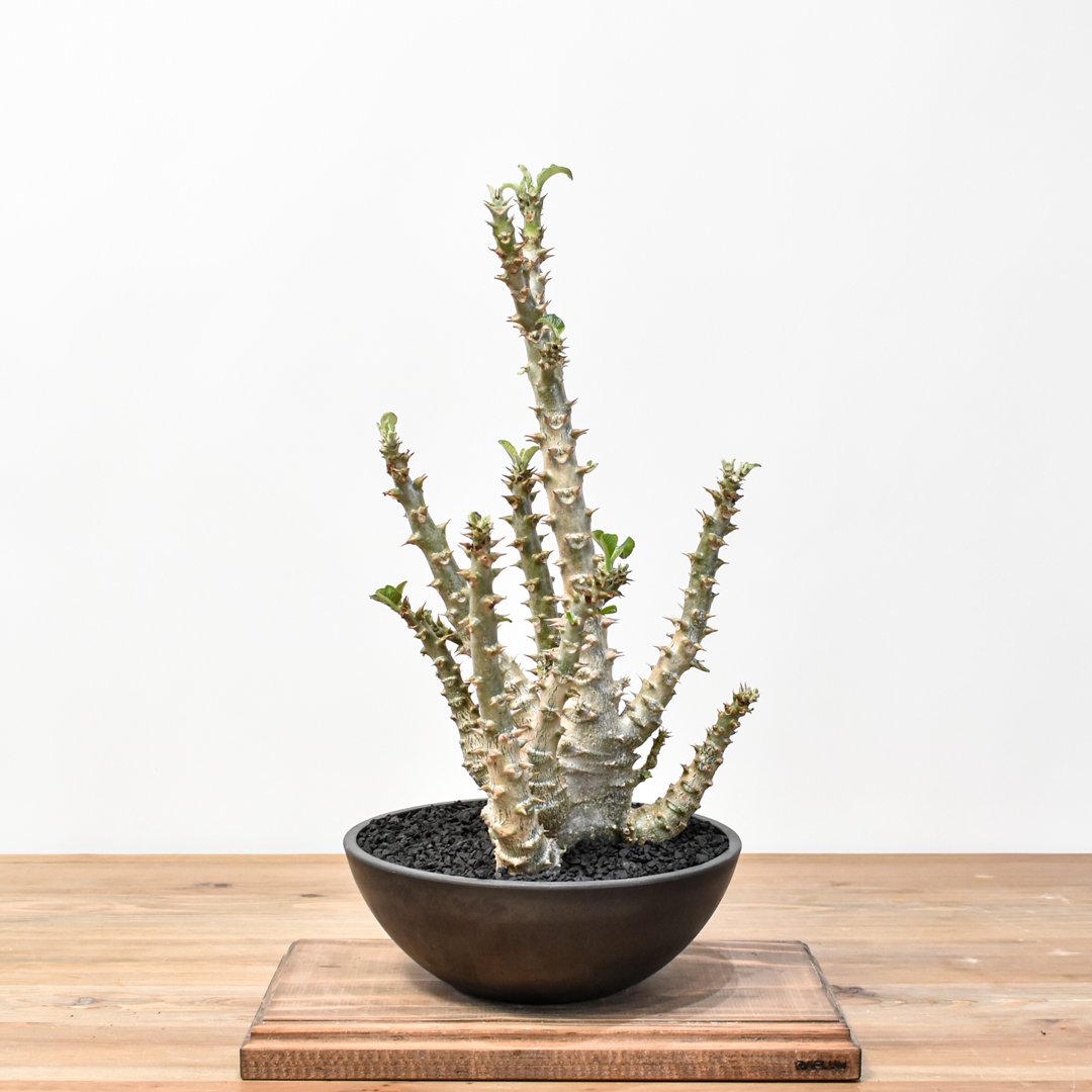 RAFLUMコレクション】パキポディウム ウィンゾリー 