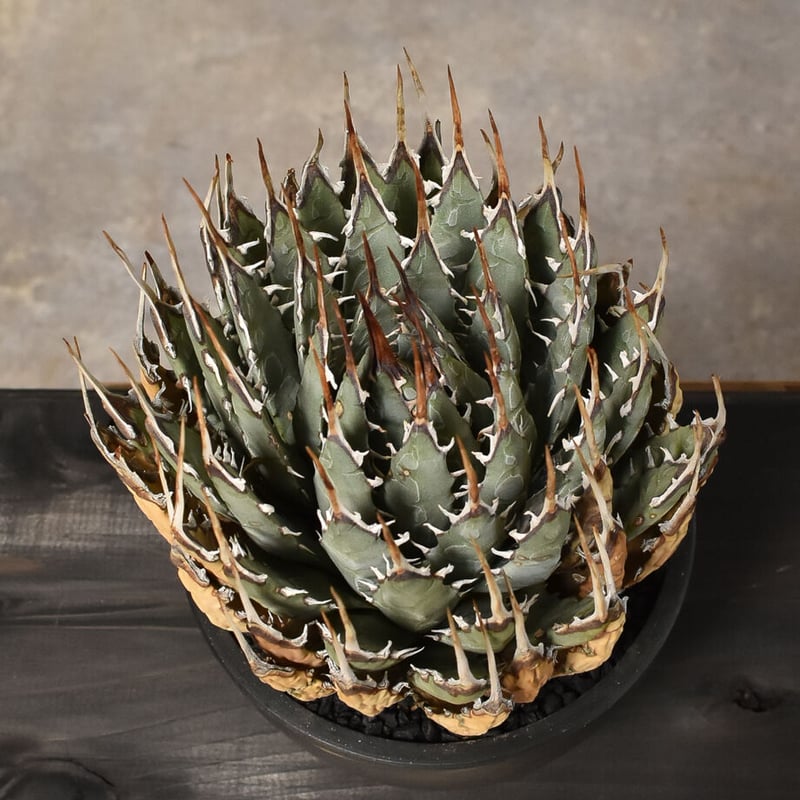 アガベ ユタエンシス エボリスピナ 【カリフォルニア産/発根済み