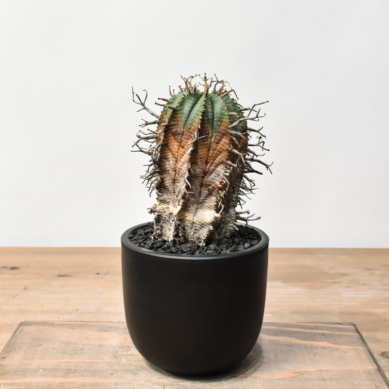 ユーフォルビア オールドスーパーバリダ 