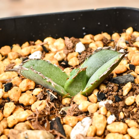 アガベチタノタ麻花龍 | STORES