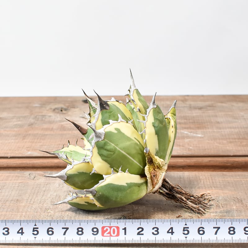 アガベ チタノタ スナグルトゥース 