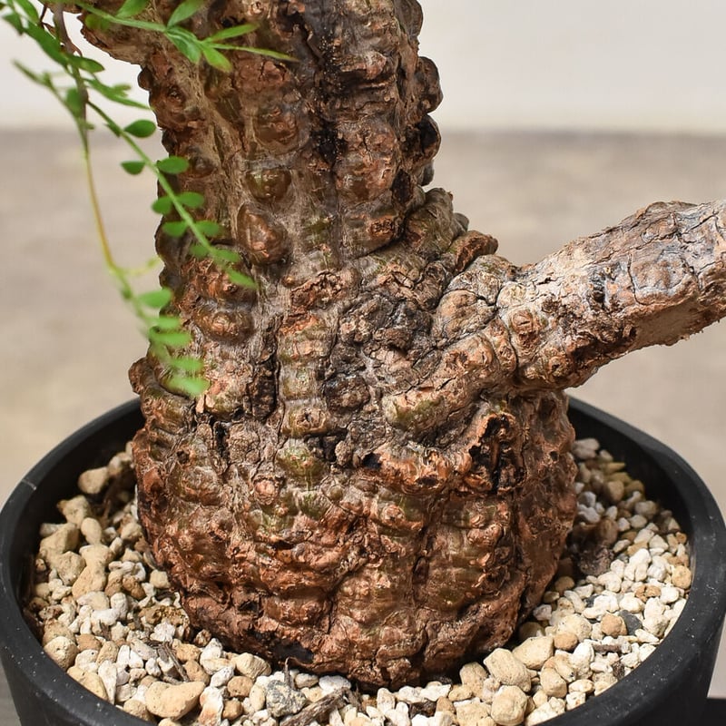 オペルクリカリア パキプス （発根済み） RF231565(T) | RAFLUM / ラフ