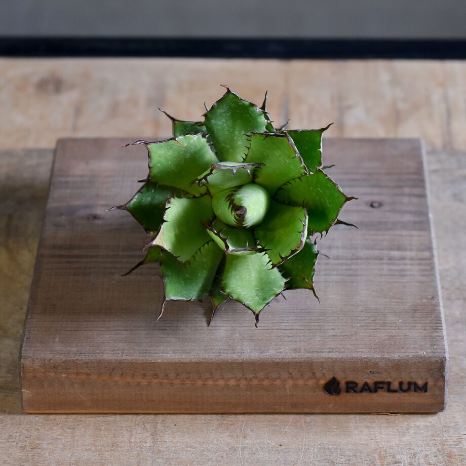 アガベ ホリダ（抜き苗）【早い者勝ち！輸入したばかりのスペシャル株