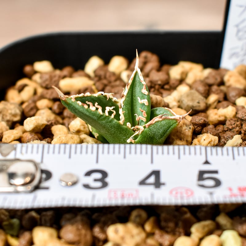 アガベ チタノタ ホオジロザメ 