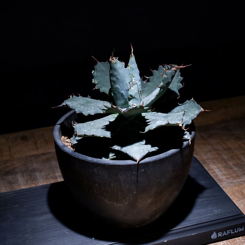 アガベ チタノタ X マルガリータ （発根済）RF22285 | RAFLUM