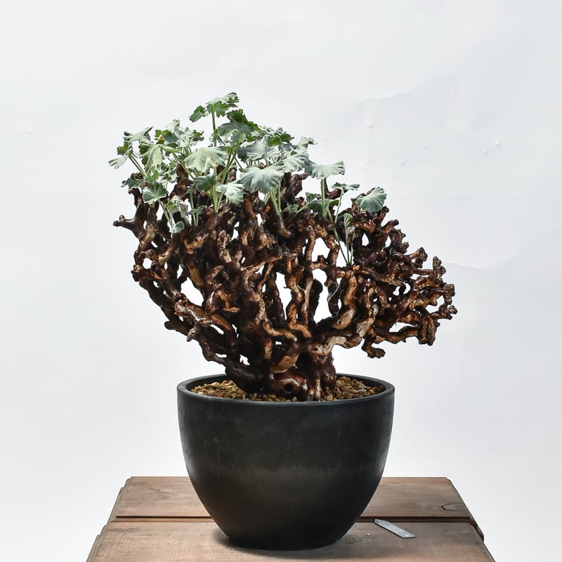 ペラルゴニウム ミラビレ 大株【発根済み】HK2402635 | RAFLUM