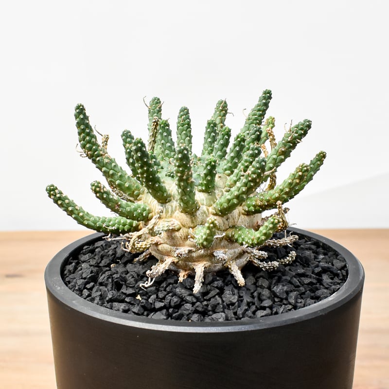 ユーフォルビア ガムケンシス【発根済み】HK25010619(T) | RAFLUM