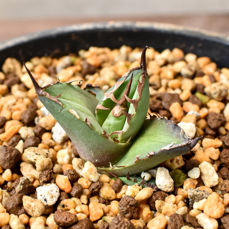 アガベ チタノタ 白犀牛 極上血統 中株 【公式通販】