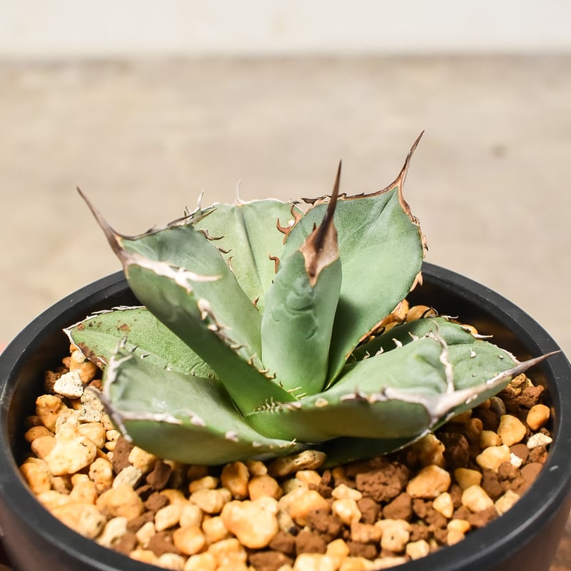 アガベ チタノタ 