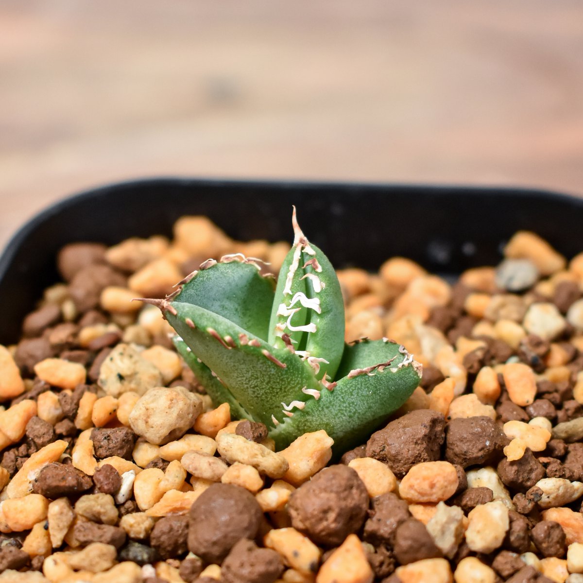 アガベ チタノタ ホオジロザメ 