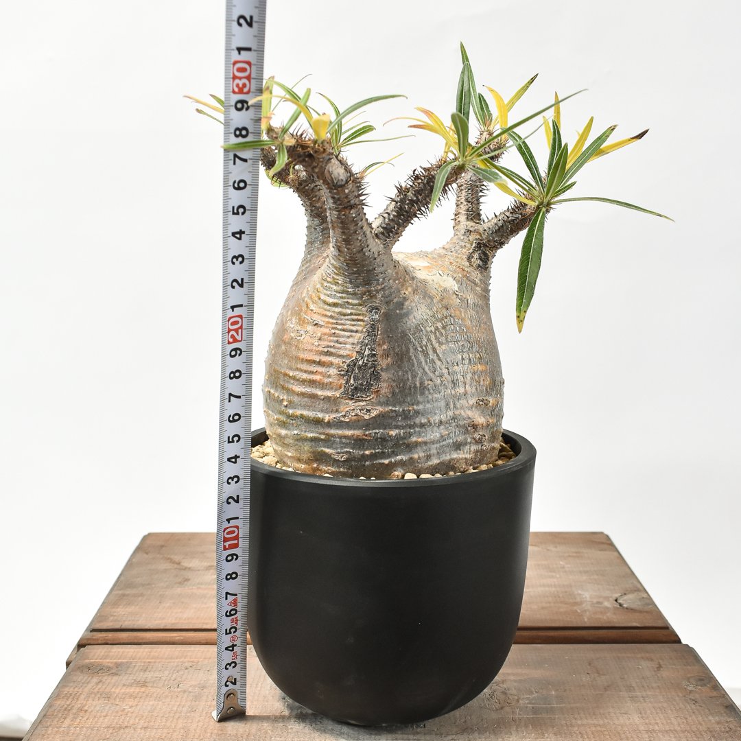 パキポディウムグラキリス現地球発根済 【公式通販】