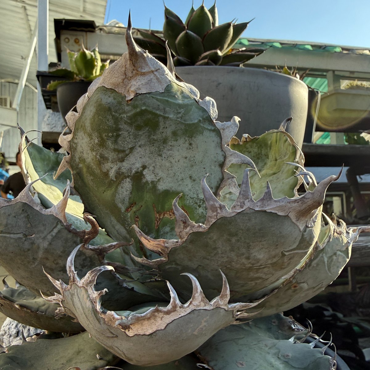 fit=scale-down,w=1200