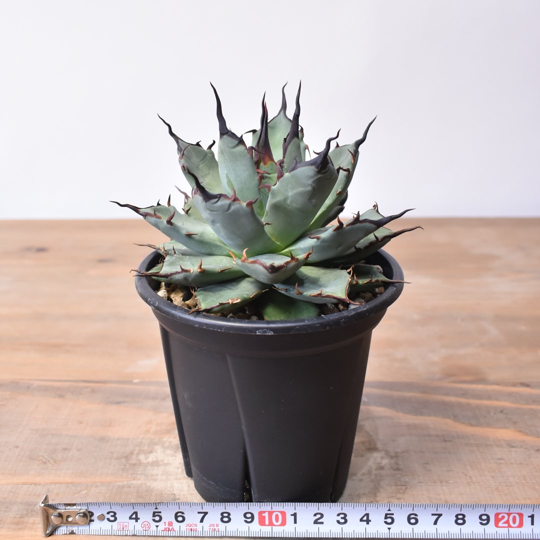 アガベ ハイブリット 象牙妖炎×黑帝斯 / エボリスピナ×ハデス 