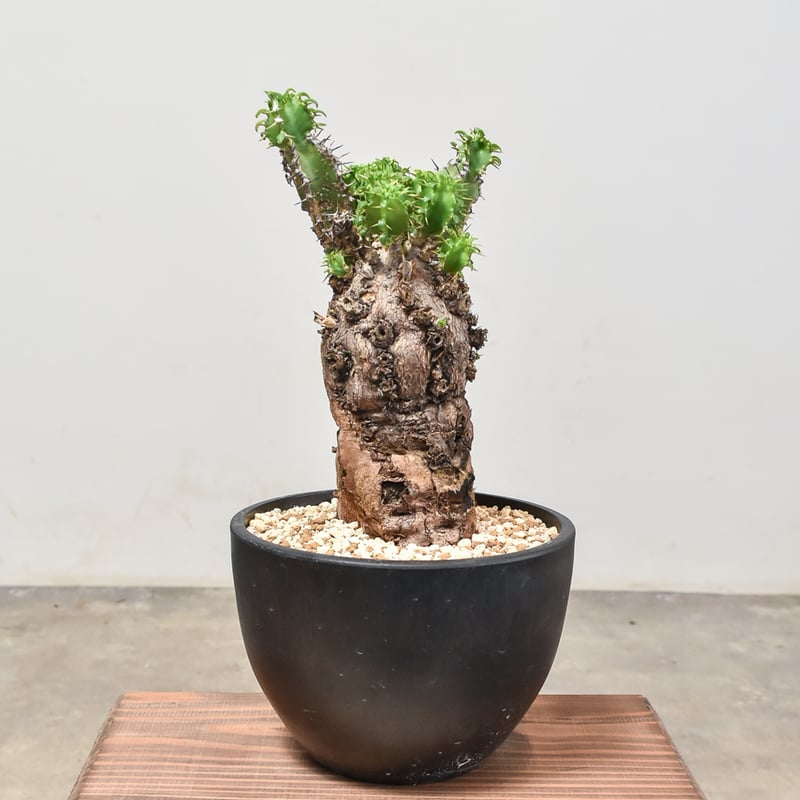 ユーフォルビア ムランジーナ 【発根済み】RF231965(T) | RAFLUM