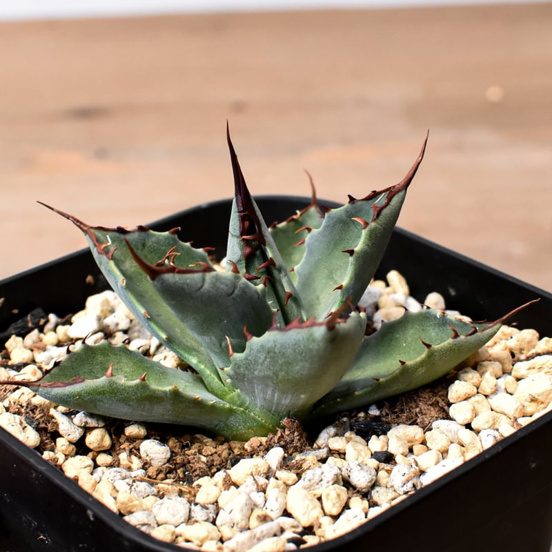 アガベ ハイブリット （パラサナ、イシスメンシス）× 曙光【台湾