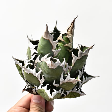 レッドキャットウィーズル | STORES