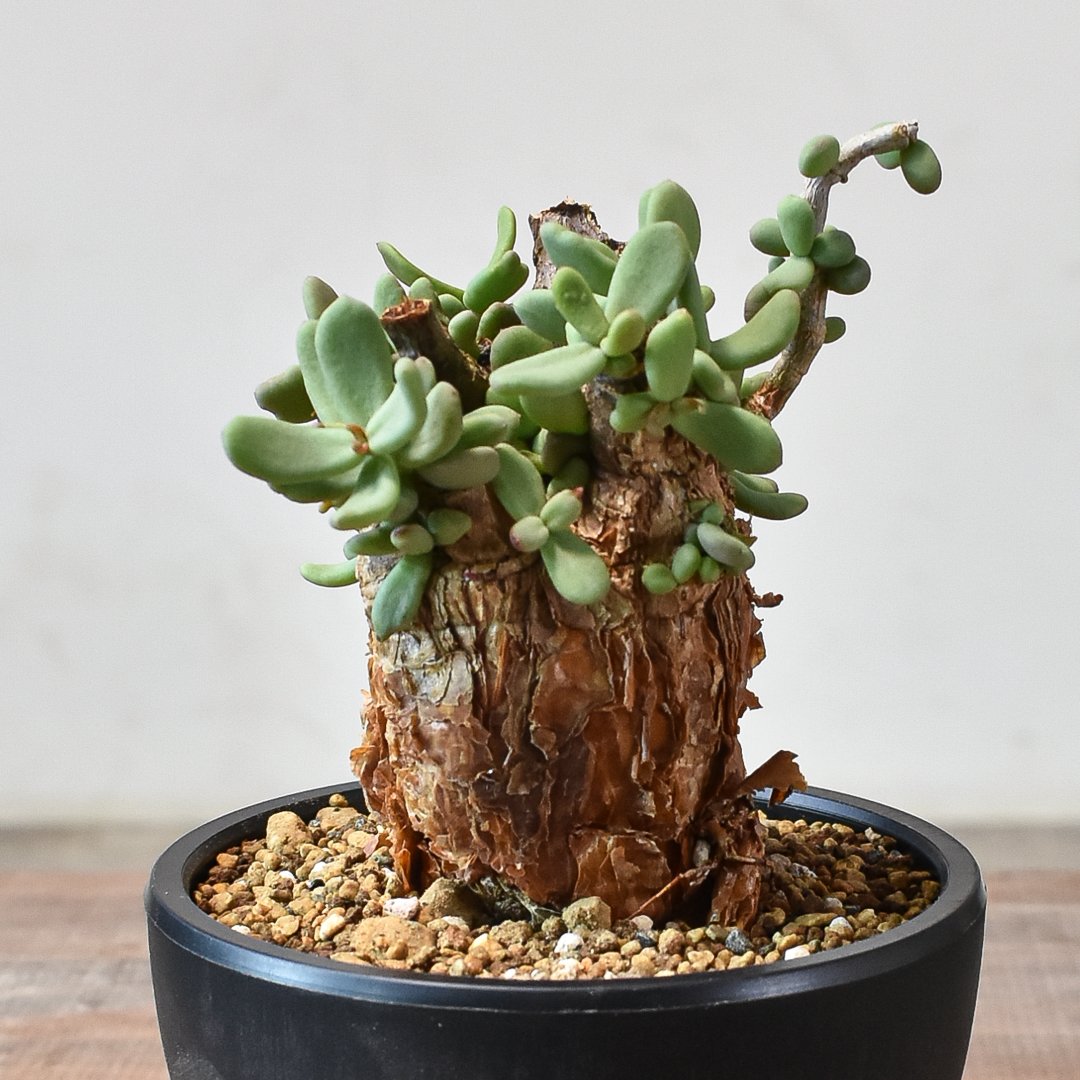 ケラリア ピグマエア 【発根済】A | RAFLUM / ラフラム｜東京、大阪の