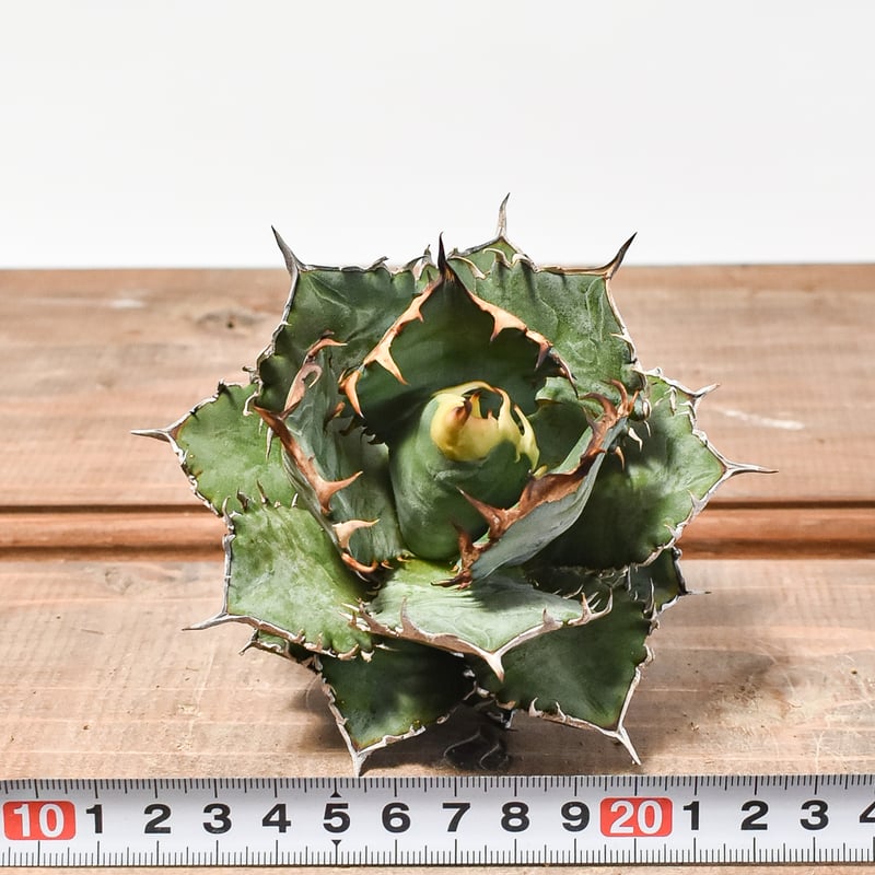 国内実生最高峰】アガベ オテロイ 